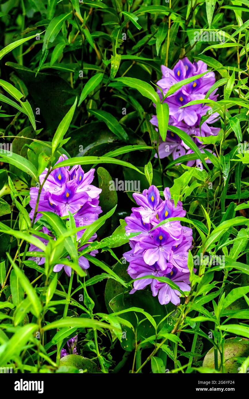 Porpora Pickerel nella zona paludosa di Lettuce Lake Conservation Park, Hillsborough County, Tampa, Florida Foto Stock