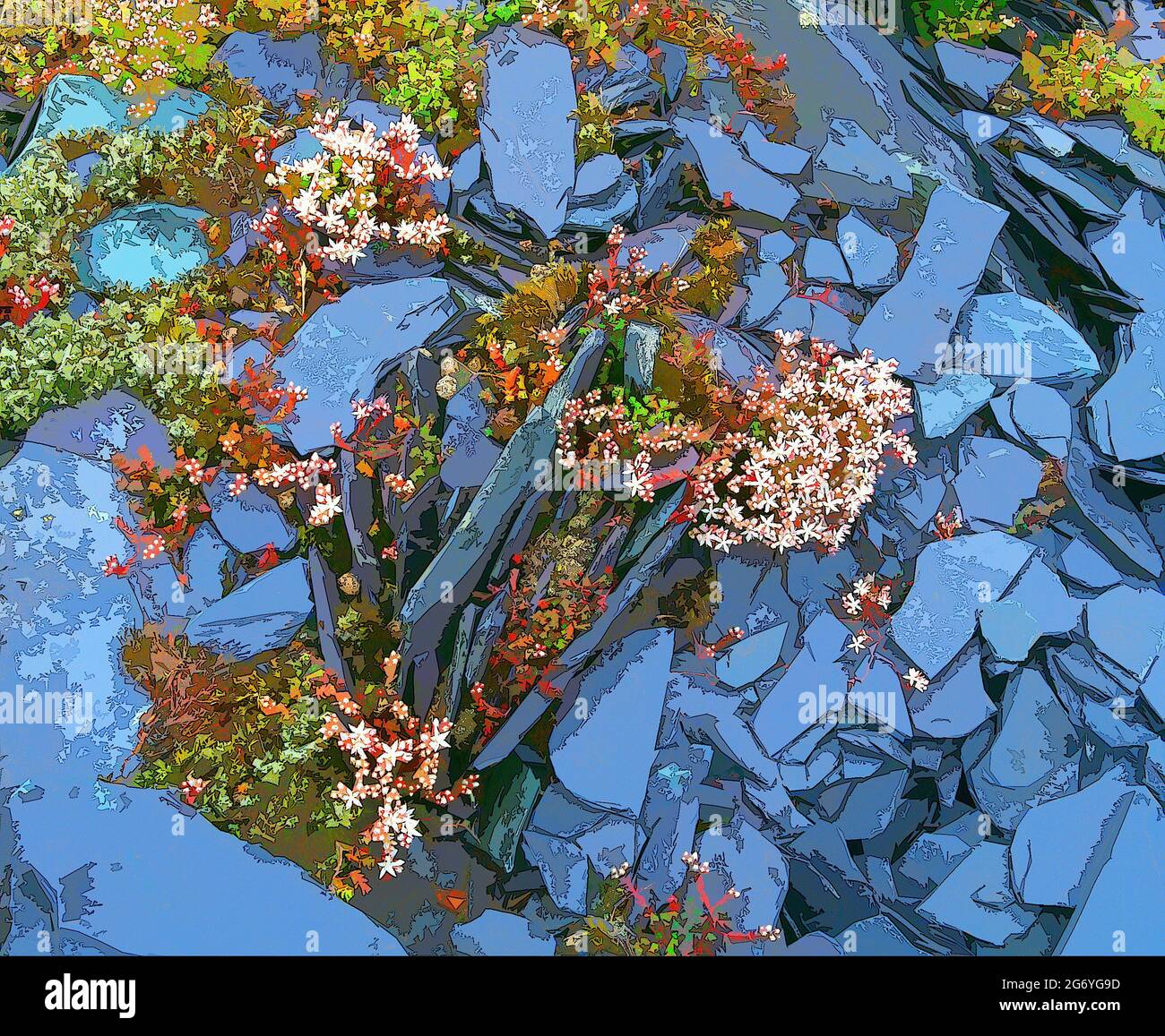 Inglese Stonecrop, attraverso l'ardesia gallese, arty, Foto Stock