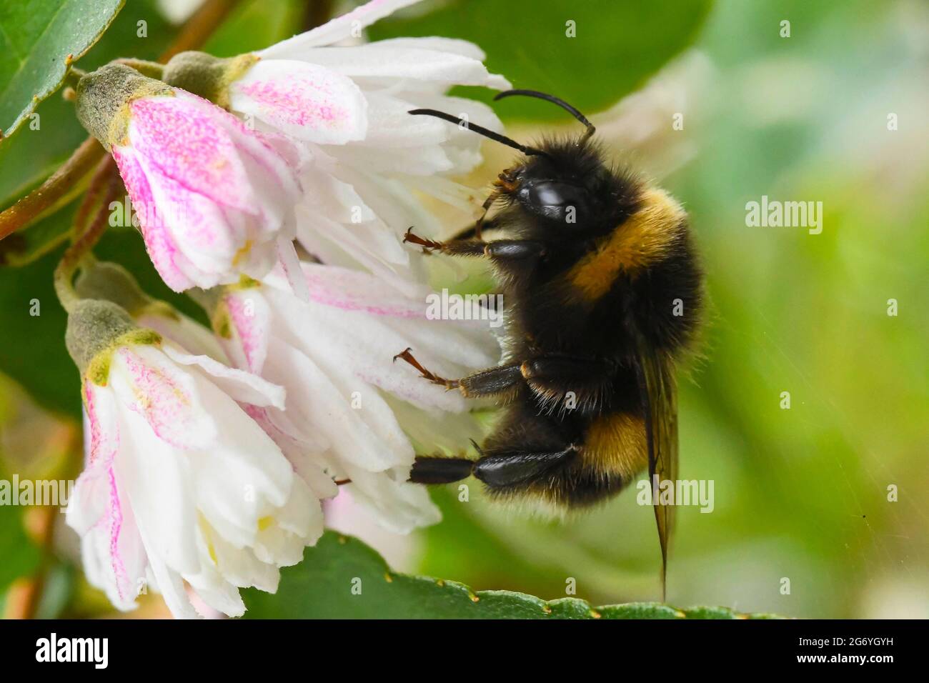 Uploders, Dorset, Regno Unito. 9 luglio 2021. Regno Unito Meteo. Un Bumblebee dalla coda bianca che raccoglie nettare da un fiore a Uploders in Dorset in un caldo pomeriggio coperto. Picture Credit: Graham Hunt/Alamy Live News Foto Stock