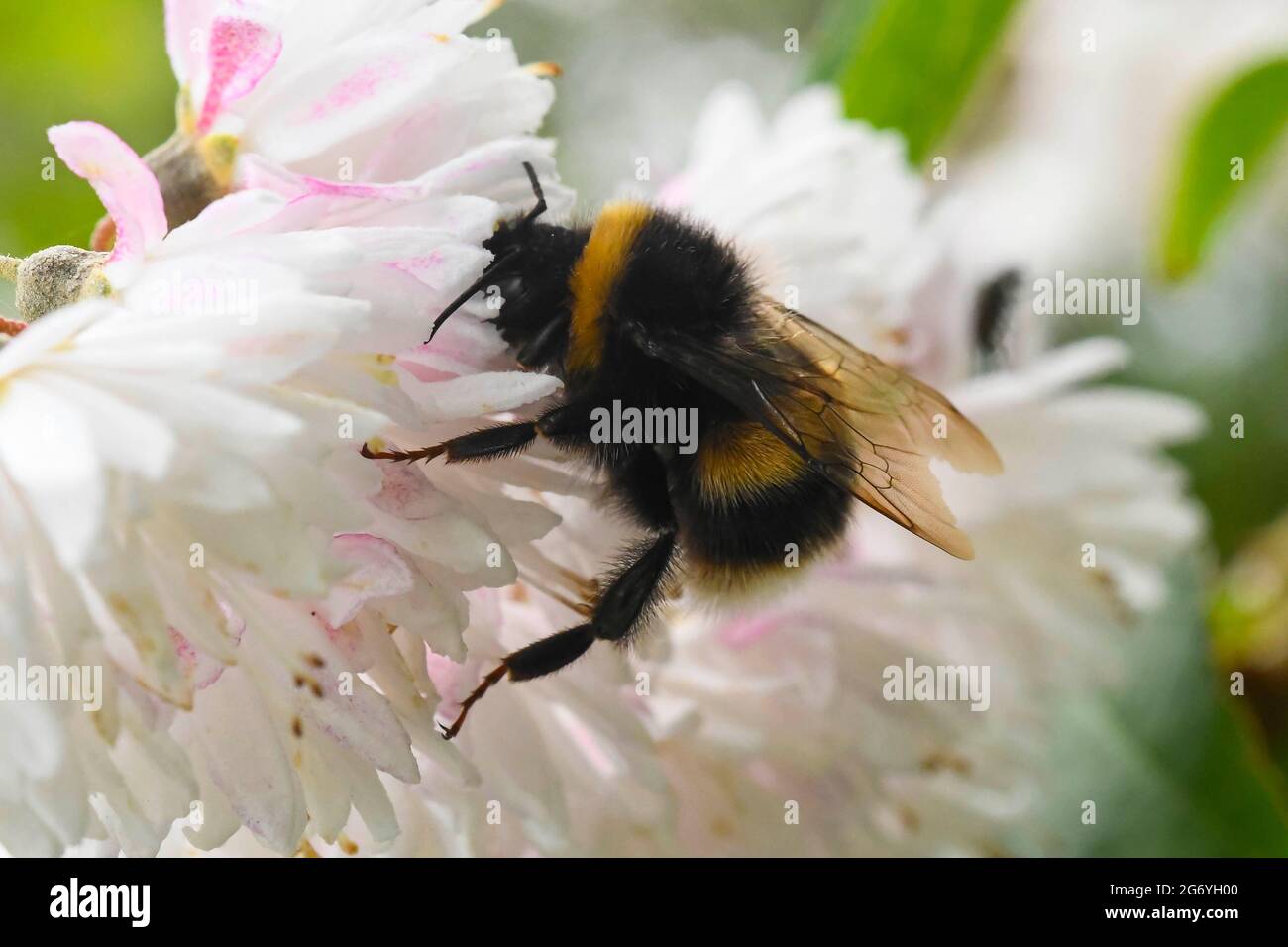 Uploders, Dorset, Regno Unito. 9 luglio 2021. Regno Unito Meteo. Un Bumblebee dalla coda bianca che raccoglie nettare da un fiore a Uploders in Dorset in un caldo pomeriggio coperto. Picture Credit: Graham Hunt/Alamy Live News Foto Stock