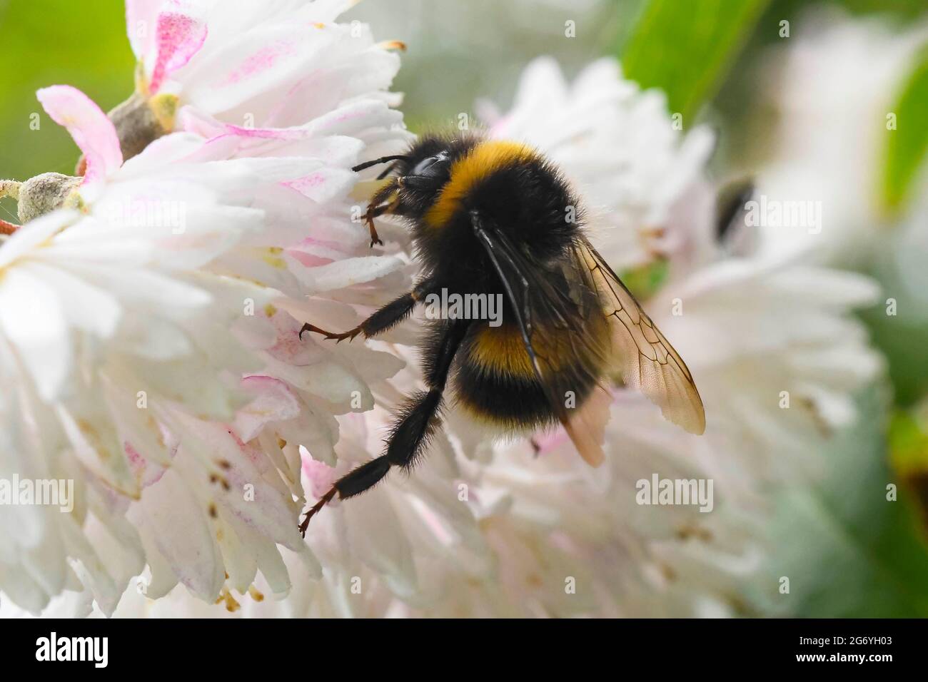 Uploders, Dorset, Regno Unito. 9 luglio 2021. Regno Unito Meteo. Un Bumblebee dalla coda bianca che raccoglie nettare da un fiore a Uploders in Dorset in un caldo pomeriggio coperto. Picture Credit: Graham Hunt/Alamy Live News Foto Stock
