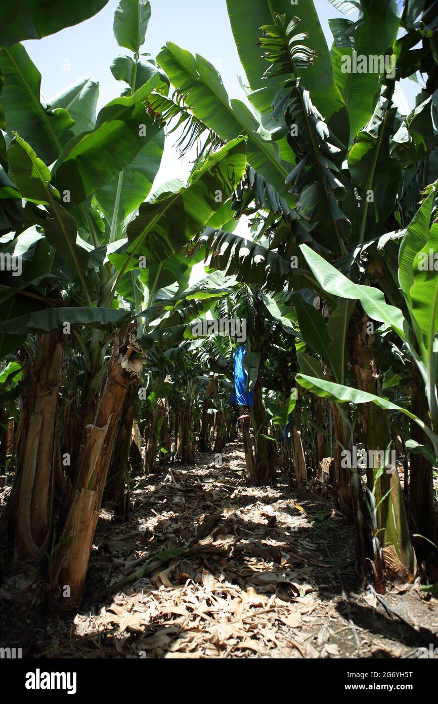Banana piantagione, la pianta del genere Musa e della famiglia Musaceae porta frutti commestibili le partite sono coperte di sacchetti di plastica blu, Costa del Carmelo. Foto Stock