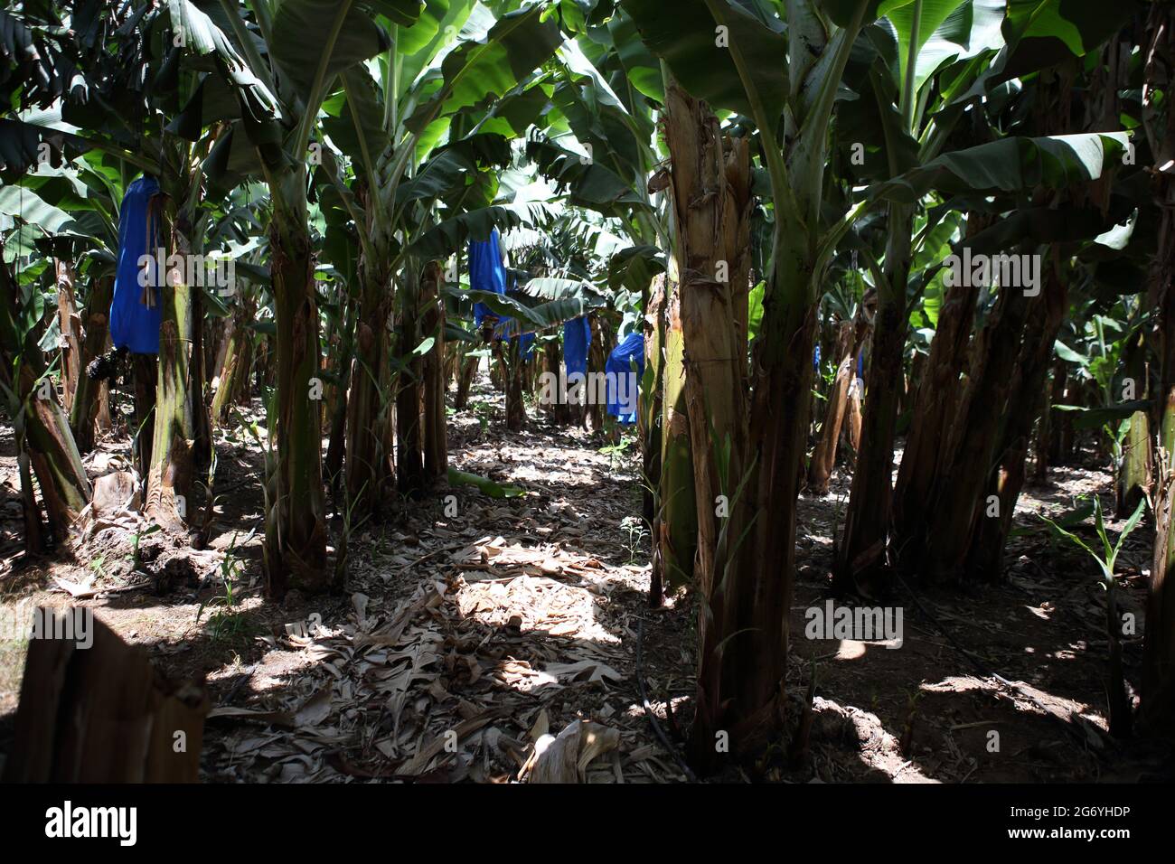 Banana piantagione, la pianta del genere Musa e della famiglia Musaceae porta frutti commestibili le partite sono coperte di sacchetti di plastica blu, Costa del Carmelo. Foto Stock