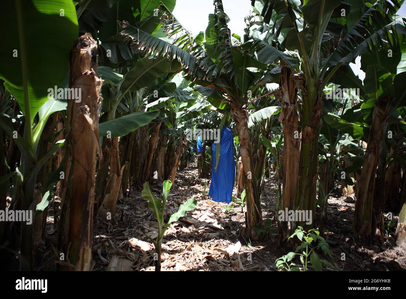 Banana Plantation, la pianta del genere Musa e della famiglia Musaceae porta frutti commestibili, le partite sono ricoperte di sacchetti di plastica blu, Costa del Carmelo. Foto Stock