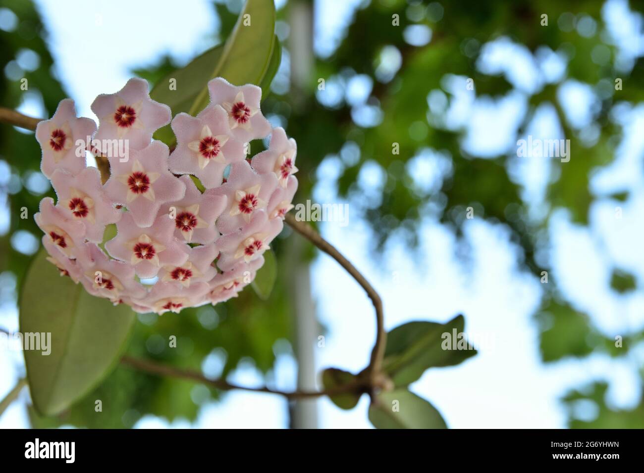 Fiore di porcellana o pianta di cera (Hoya Carnosa) in un giardino  domestico in una giornata estiva soleggiata all'aperto. Pianta con  bellissimi fiori rosa Foto stock - Alamy
