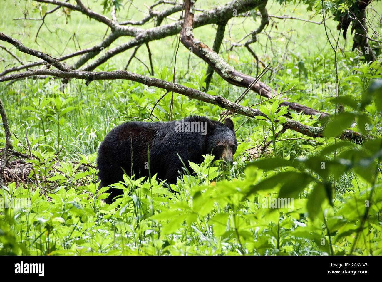 Black Bear, Smokey Mountain National Park, Gatlinburg, Tennessee Foto Stock