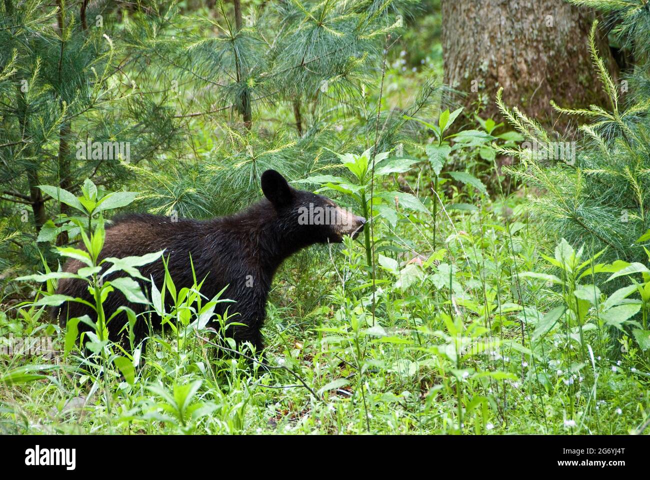 Cucciolo di orso nero, Parco Nazionale di Smokey Mountain, Gatlinburg, Tennessee Foto Stock