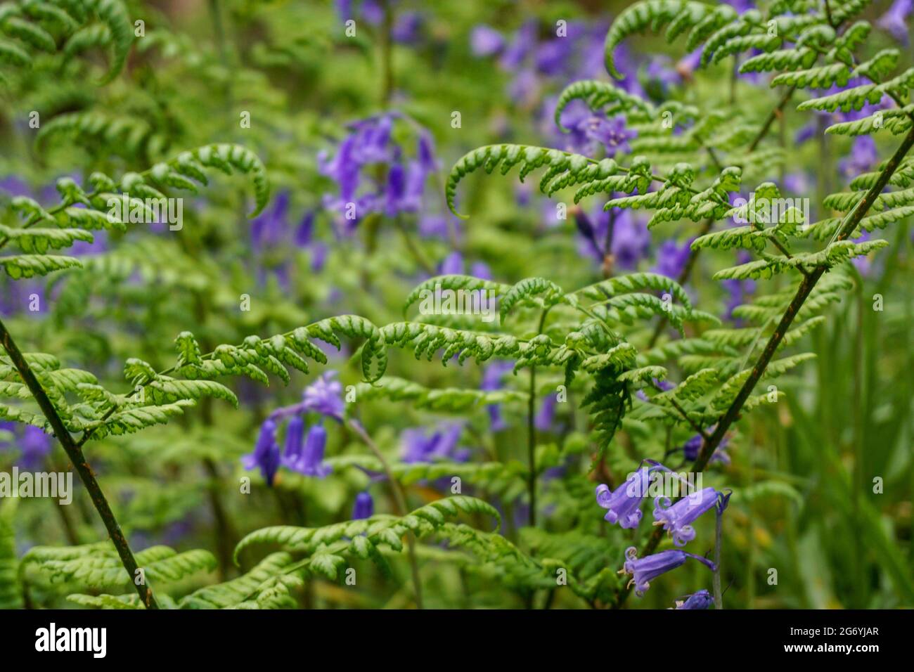 Una serie di bluebells splendidamente delicati intervallati da felci che si godono il loro breve soggiorno in un antico bosco inglese Foto Stock