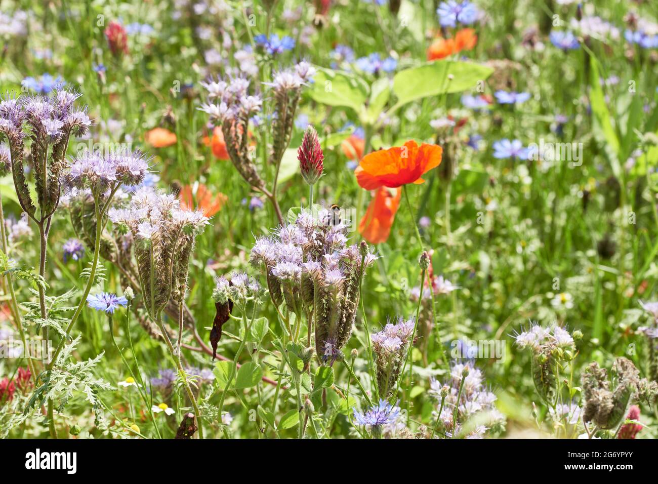 Prato estivo fiorente con fiori selvatici colorati. Foto Stock