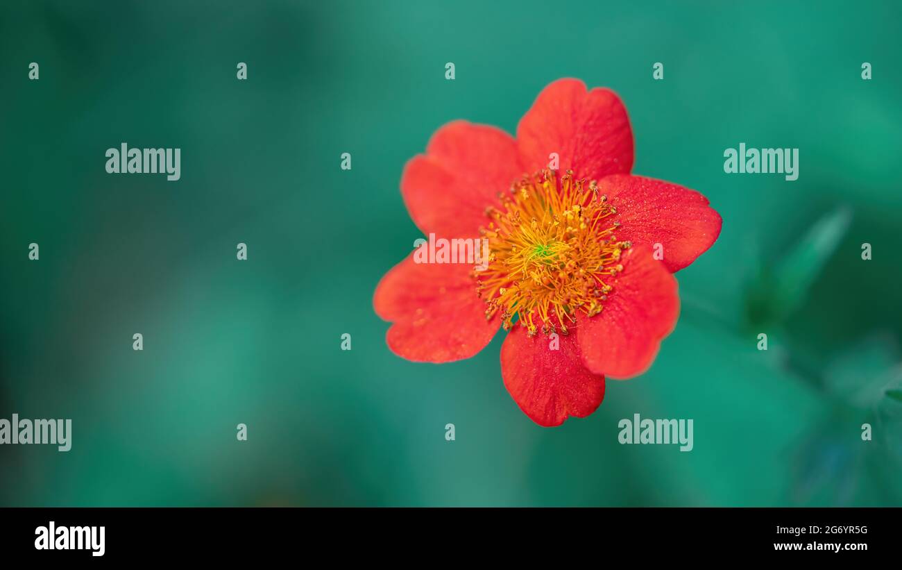 Arance di nani avens o fiori di avena rossa (Geum coccineum) della famiglia Rosaceae isolato su sfondo verde Foto Stock