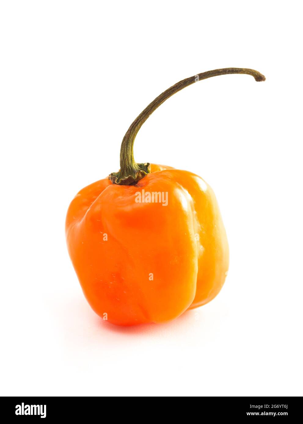 Peperoncino arancione estremamente piccante isolato su uno sfondo bianco Foto Stock
