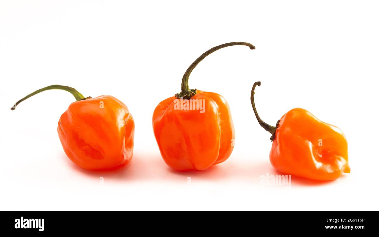 Peperoncino arancione estremamente piccante isolato su uno sfondo bianco Foto Stock