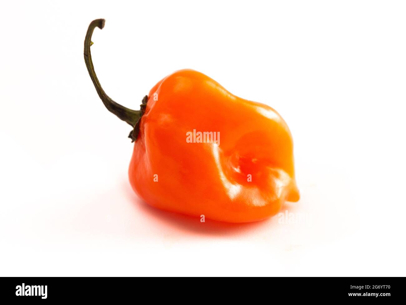 Peperoncino arancione estremamente piccante isolato su uno sfondo bianco Foto Stock
