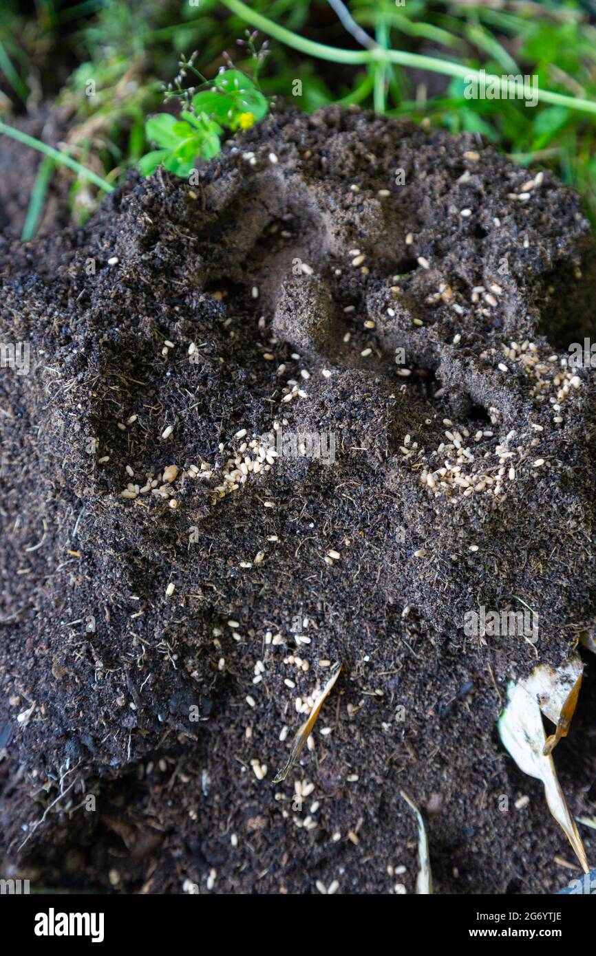 Formiche nidano e uova in bidone composto, regno unito Foto Stock