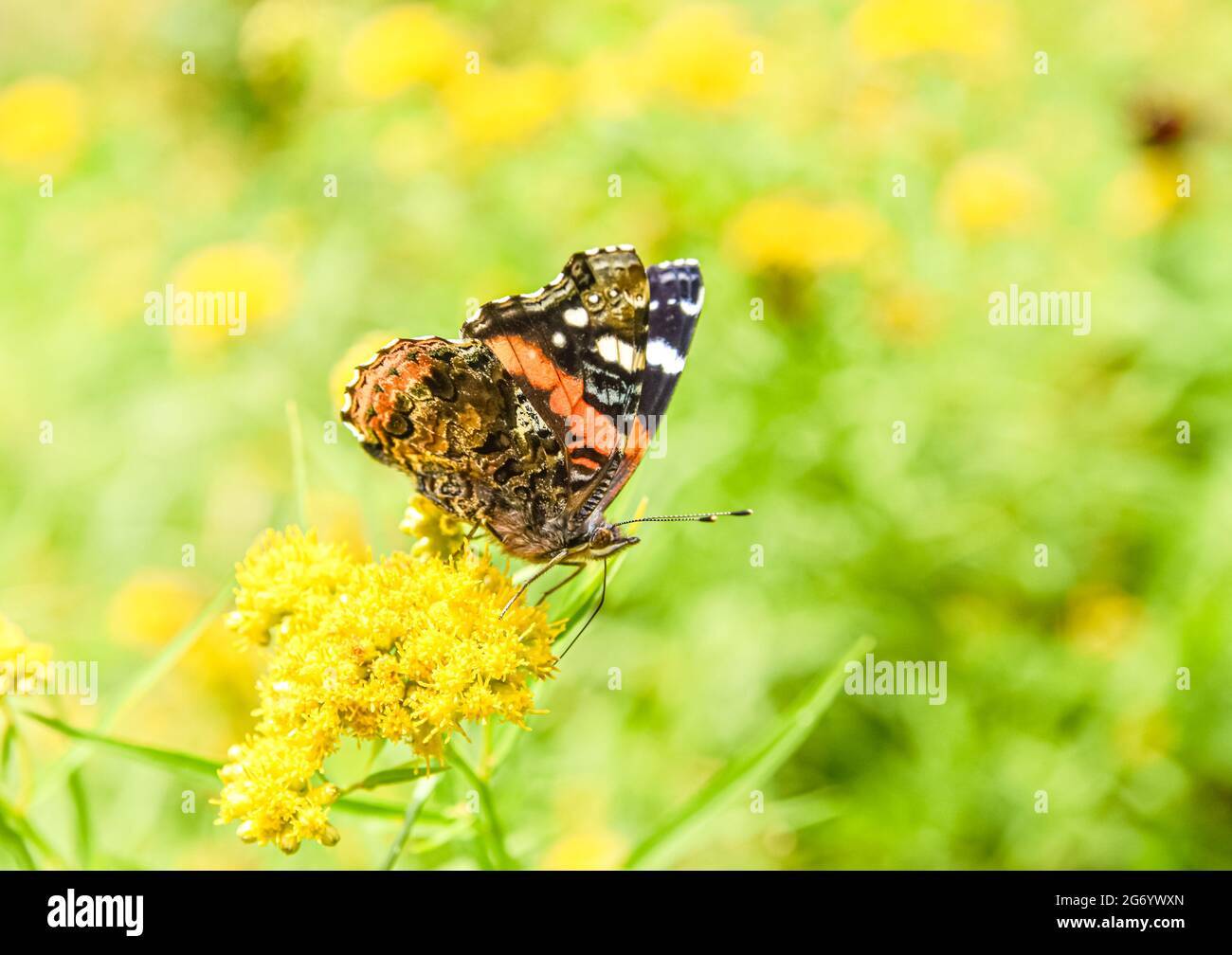 Una vista laterale di una farfalla Ammiraglio Rossa (Vanessa atalanta) che si alimenta sul nettare di fiori gialli. Harbourside, Maine. Spazio di copia. Foto Stock