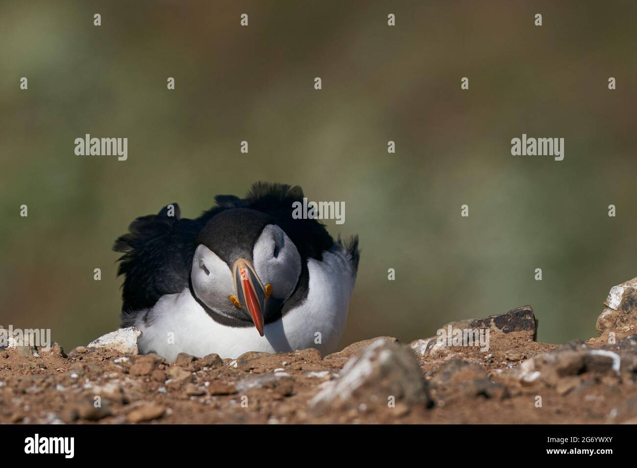 Puffin Atlantico (Fratercla arctica) sulle scogliere di Skomer Island al largo della costa di Pembrokeshire in Galles, Regno Unito Foto Stock