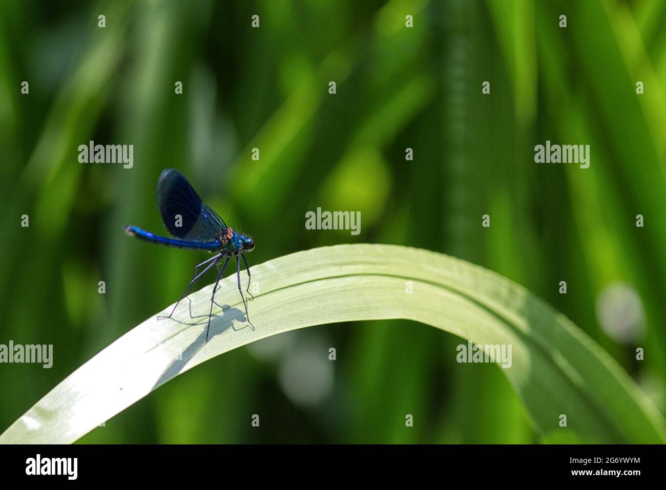 Bella Demoiselle, libellula blu seduta su una foglia Foto Stock