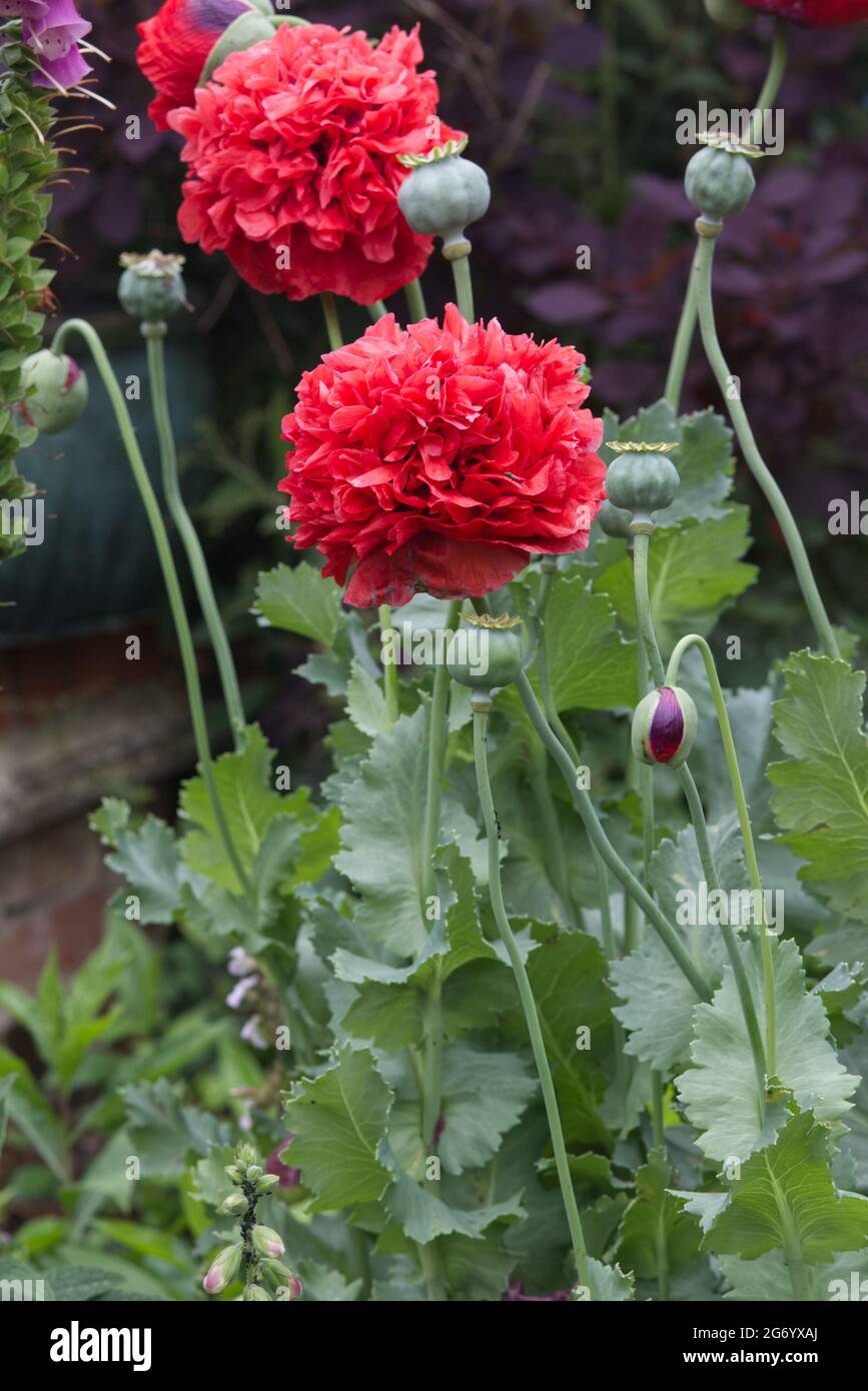 Papavero di oppio, somniferum di papaver, rosso doppio Foto Stock