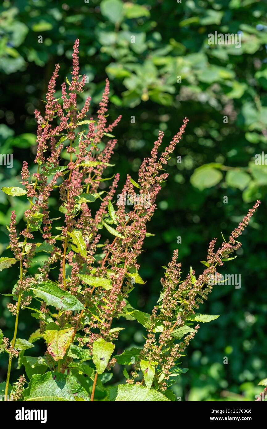 rumex obtusifolius, molo a foglia larga, molo amaro, molo a foglia di mare, foglia di molo, bacino di burro, fiori selvatici, infiorescenza, flora, botanica, piano Foto Stock