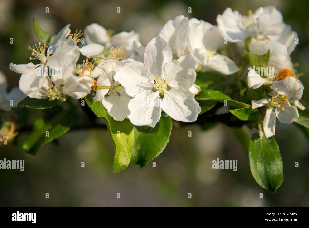 Primavera fiore di mela ramo con fiori bianchi e luce del sole. Primo fiore tenero al giorno di sole. Foto Stock