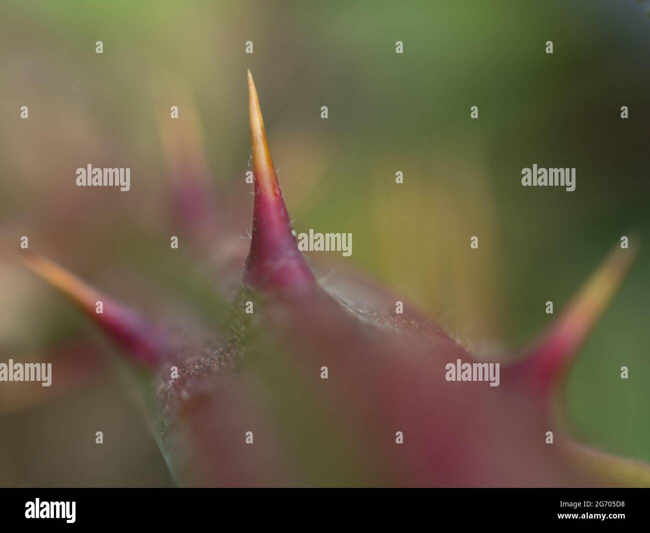 Primo piano di un blackberry Spike, Rubus sez. Rubus , Nord Reno Westfalia , Germania Foto Stock