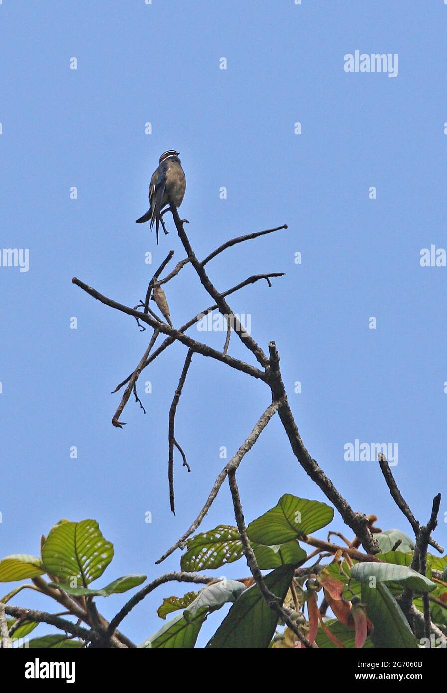 Un adulto whiskered Treeswift (Hemiprocne comata comata) arroccato sulla cima dell'albero Krung Ching, Thailandia Febbraio Foto Stock