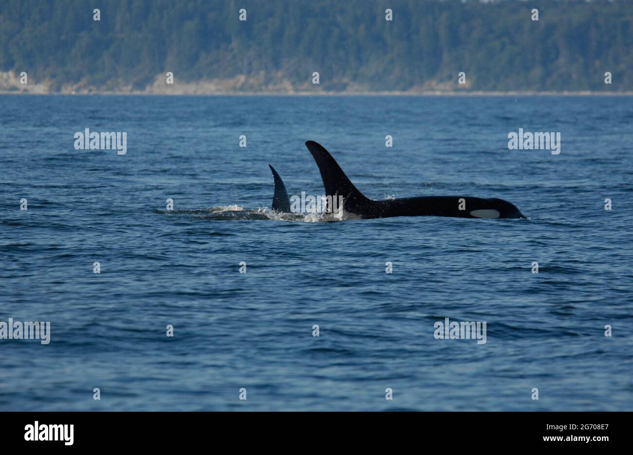 Un paio di Orcas nuotare vicino a San Juan Island, Washington Foto Stock