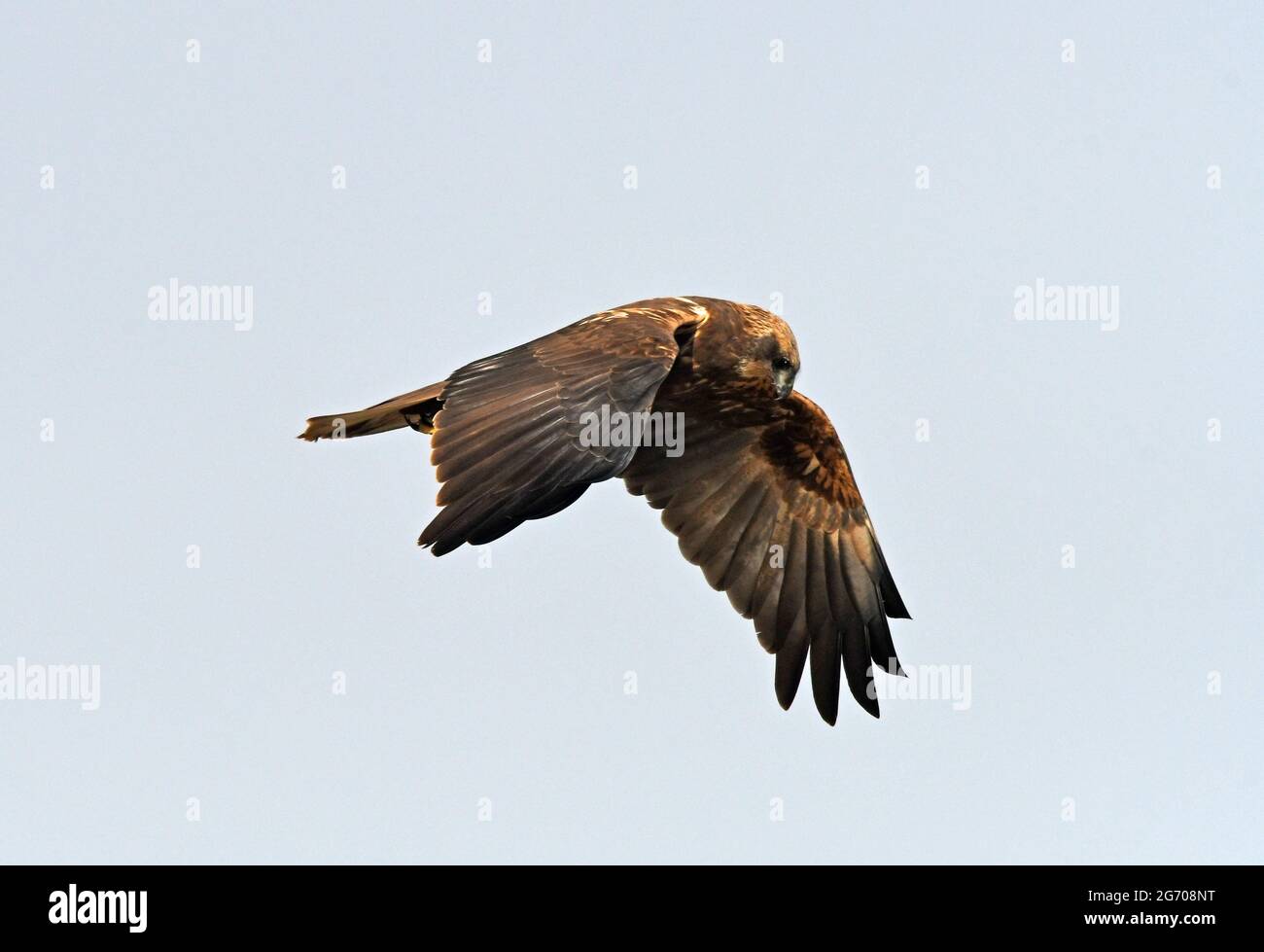 Marsh harrier in volo Foto Stock
