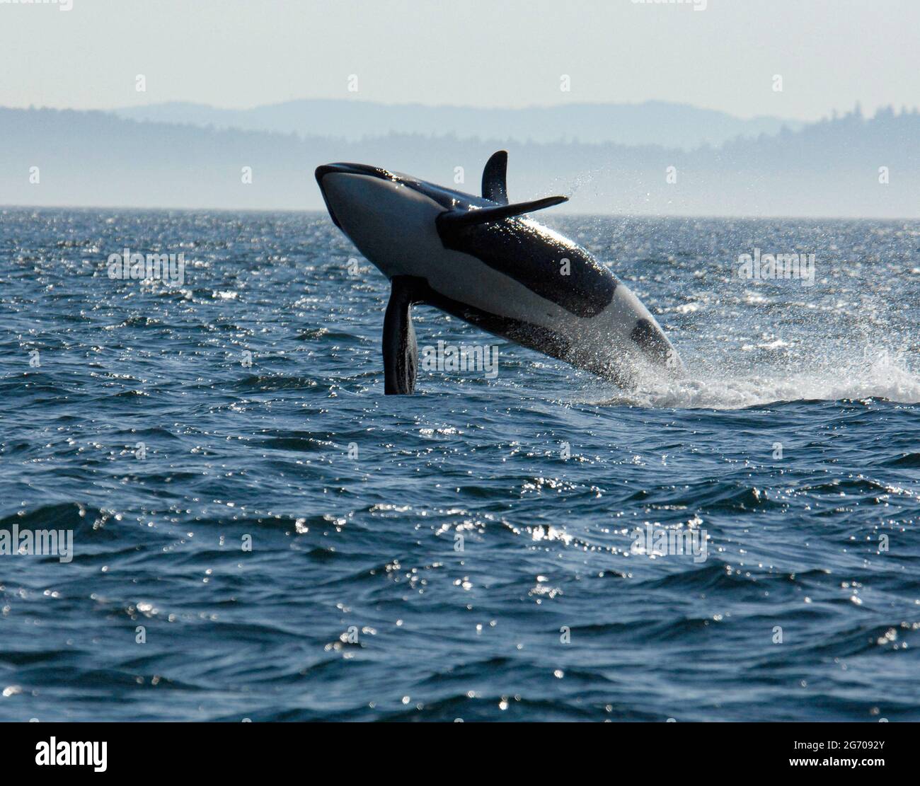 Orca braghe nel Mar Salish Foto Stock