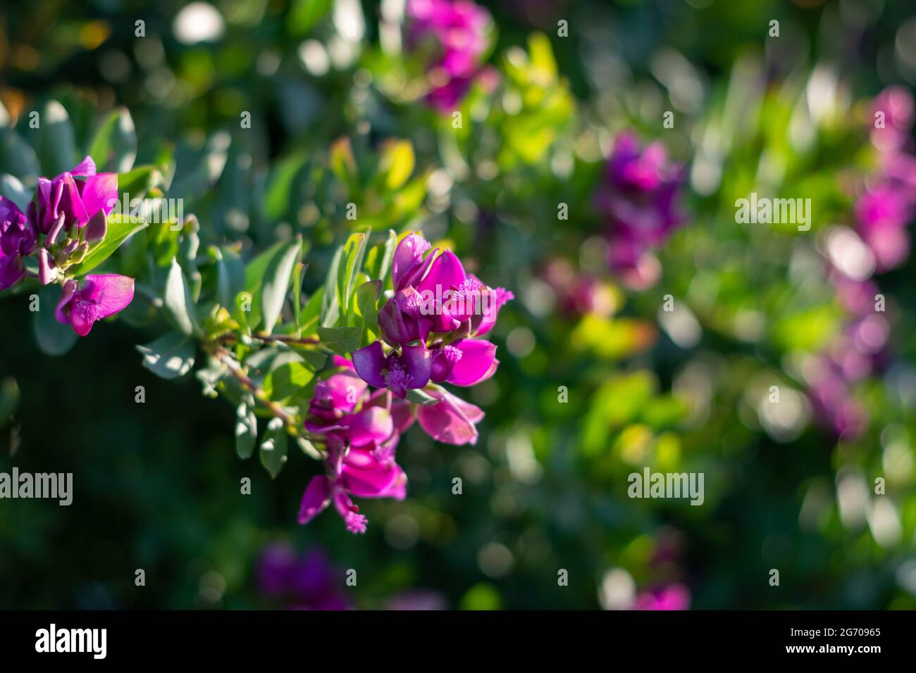 Arbusto sempreverde di piselli dolci o Polygala frutticosa. Viola sudafricano, fiori asimmetrici colorati. Selezione Petite Butterfly. Foto di alta qualità Foto Stock
