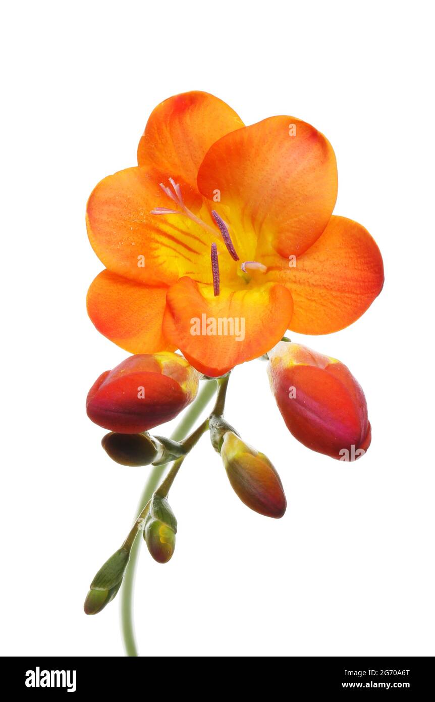 Closeup di un fiore arancione freesia e boccioli isolati contro bianco Foto Stock