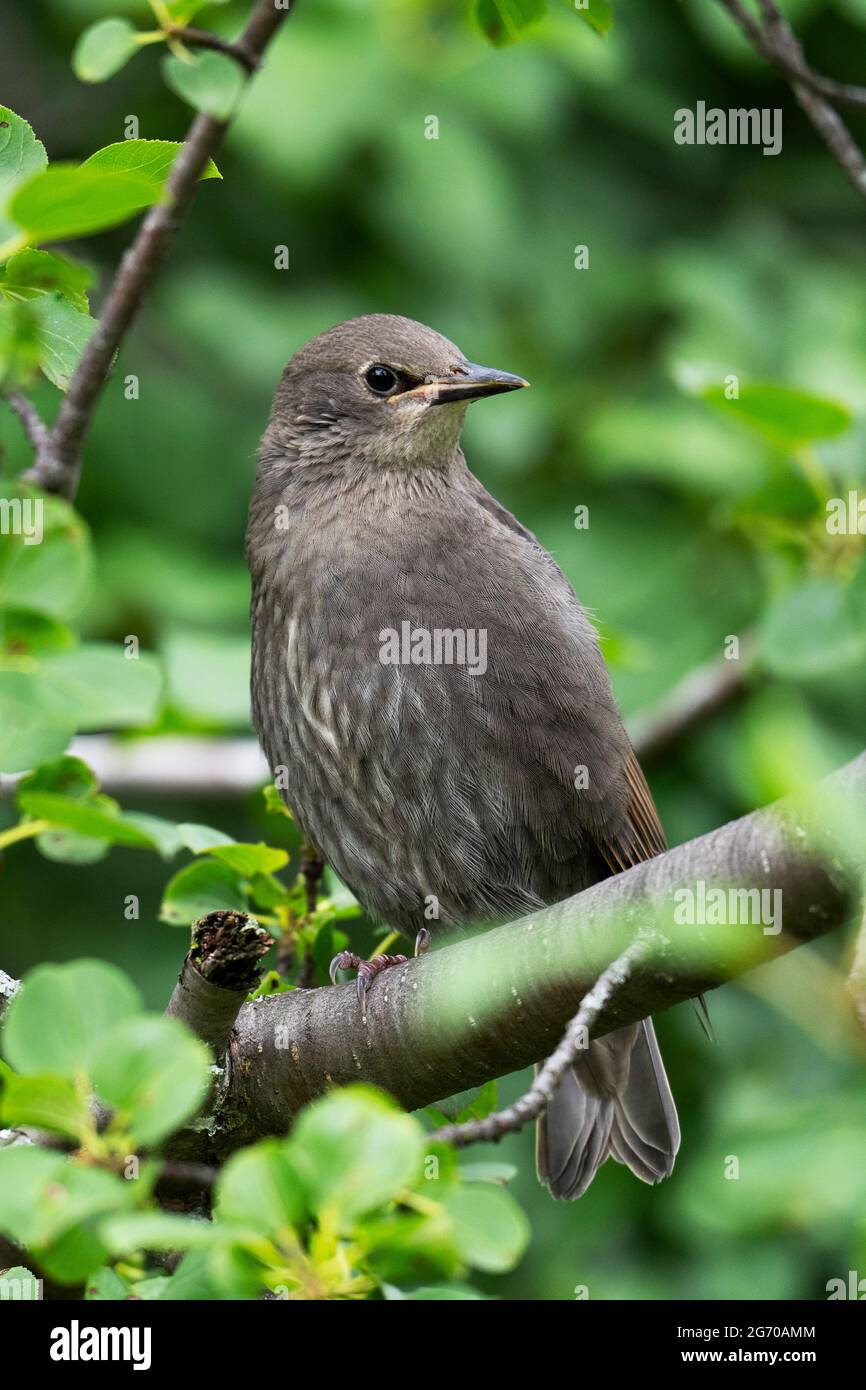 I capretti European Starling (Sturnus vulgaris) Foto Stock