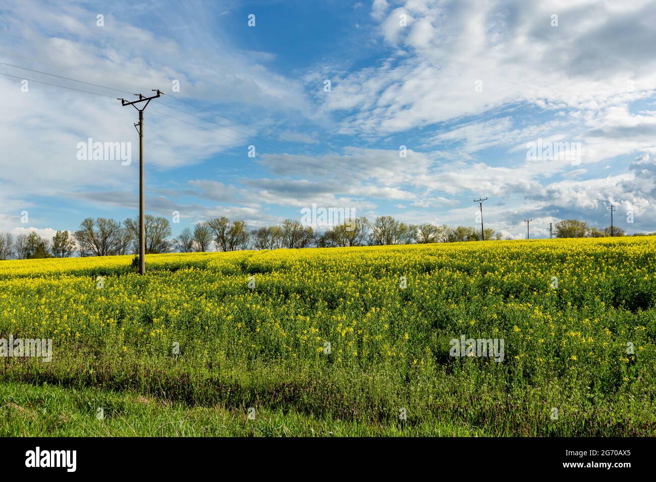 Vista della campagna rurale con campo di colza giallo, erba verde, alberi all'orizzonte, pali elettrici e linee. Giornata di primavera soleggiata con cielo blu. Foto Stock