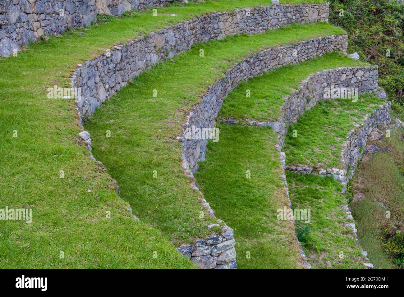 Ex terrazze agricole a Machu Picchu rovine, Perù Foto Stock