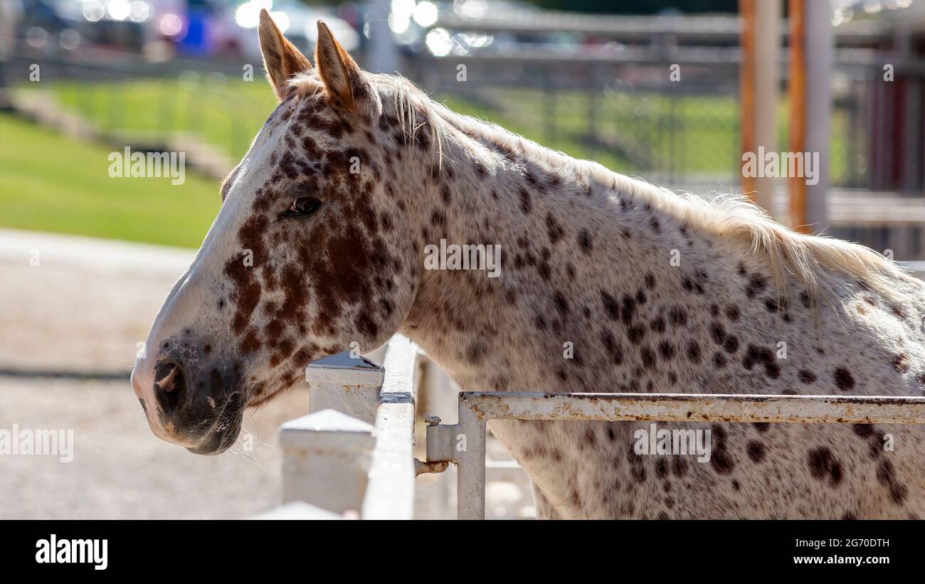 Ritratto di un cavallo Foto Stock