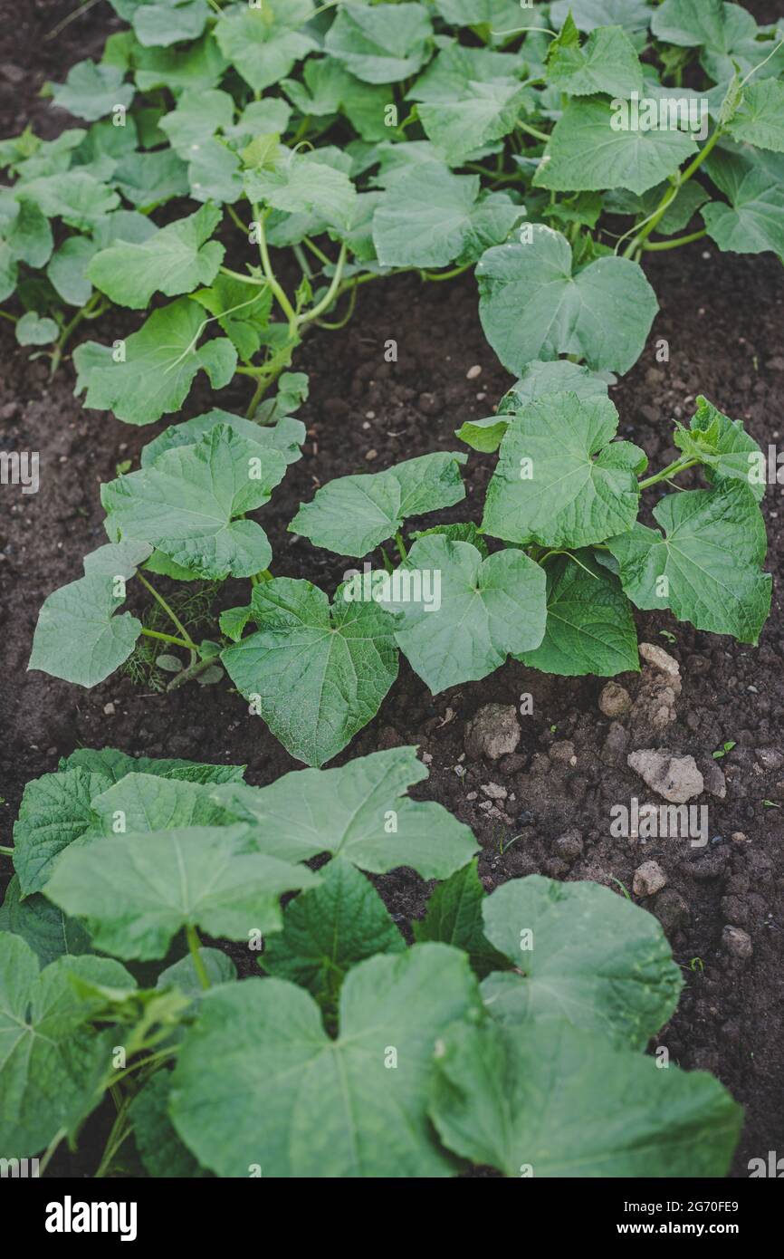 Pianta di cetrioli fresca di nuova stagione (Cucumis sativus) coltivata ecologicamente, coltivata in giardino domestico in terreno marrone, adatta a vegetariani e vegani, top v Foto Stock