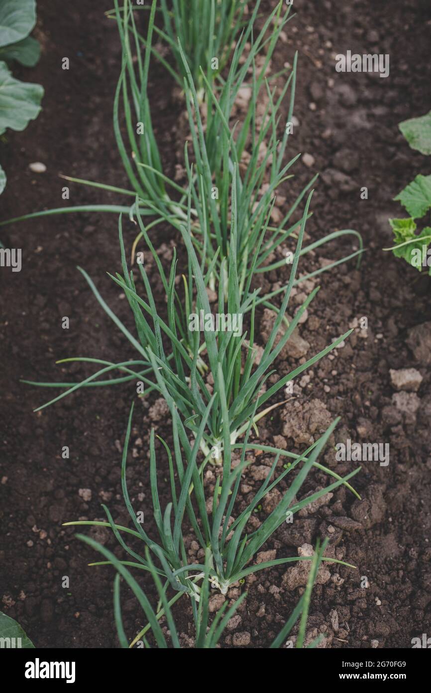 Verde, fresco, fresco, di nuova stagione cipolle primaverili (scalione) coltivate in giardino domestico in terreno marrone, adatte a vegetariani e vegani Foto Stock