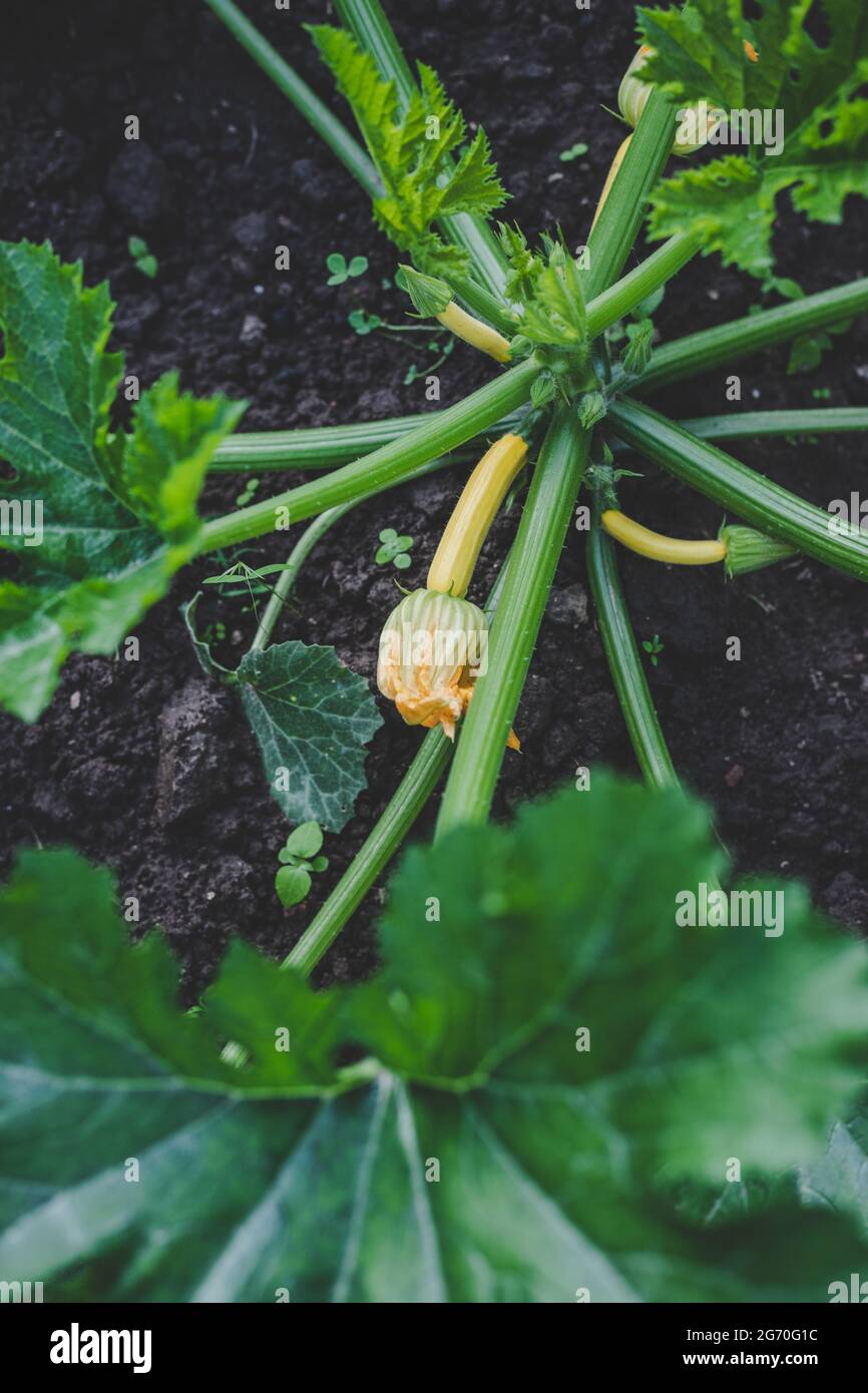 Pianta di zucca fresca di nuova stagione (Cucurbita pepo) coltivata ecologicamente, coltivata in giardino domestico in terreno marrone, adatta a vegetariani e vegani, top vie Foto Stock