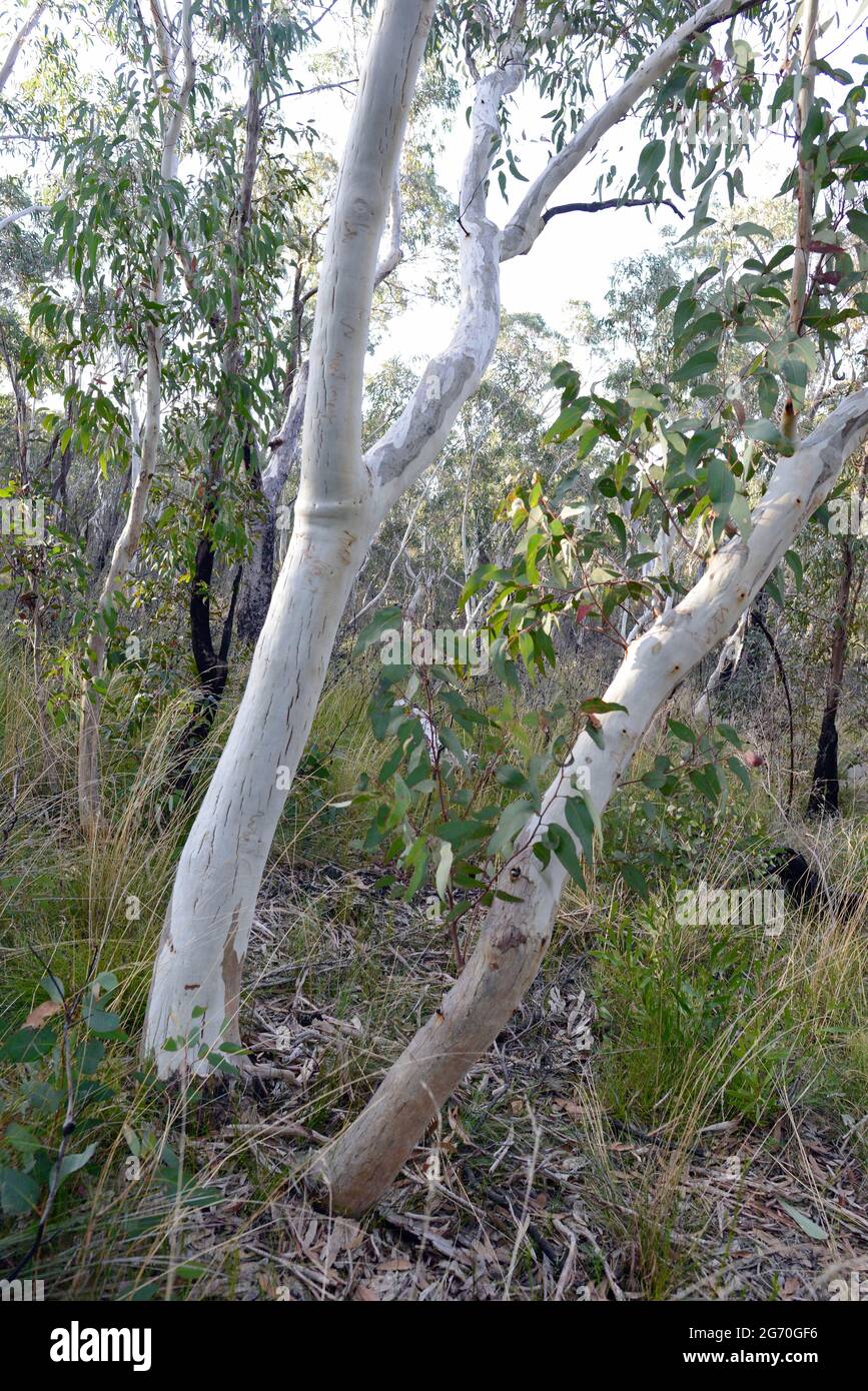 Un albero di eucalipto presso il Fairfax Heritage Track nelle Blue Mountains Foto Stock