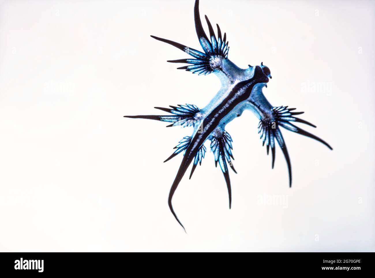 Questo nudirameno, Glaucus atlanticus, è anche noto come il glauca blu o deglutire di mare. Questi nudibranchi pelagici mangiano meduse uomo-o-guerra. Foto Stock