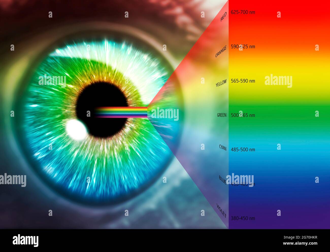 Illustrazione dell'occhio umano e dello spettro ottico Foto Stock