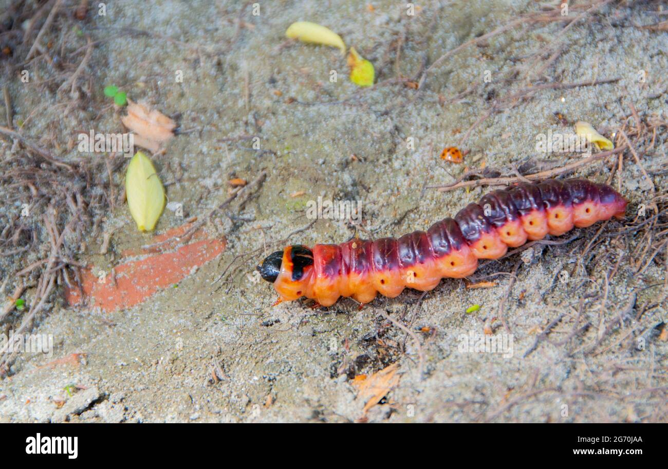 I caterpillars sono la fase larvale dei membri dell'ordine Lepidoptera - immagine Foto Stock