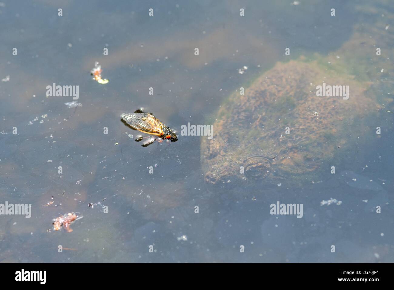 Comune cattura tartaruga caccia e mangiare cicale in uno stagno Foto Stock