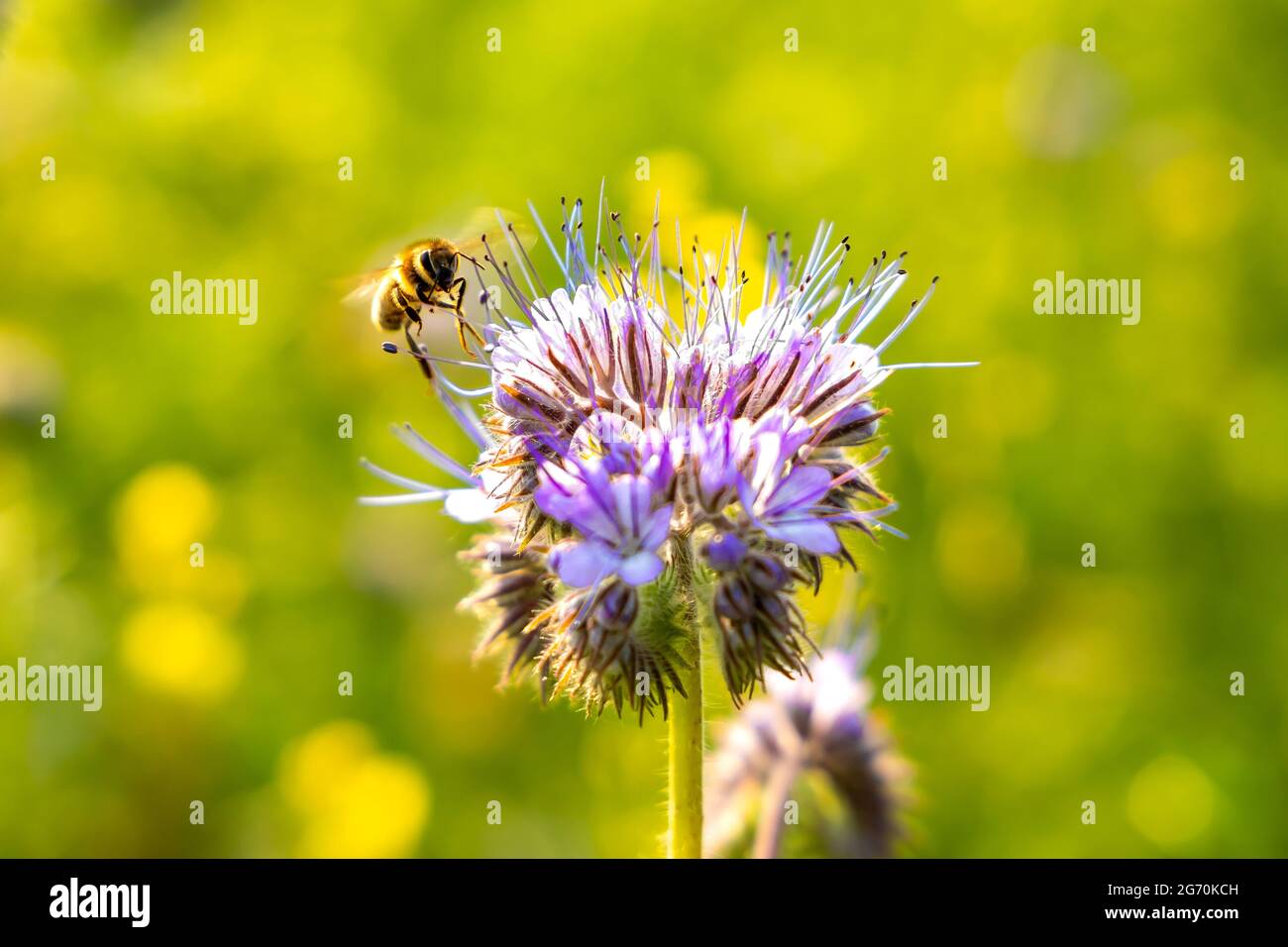 Fuoco poco profondo di un'ape che raccoglie polline da un fiore di phacelia Foto Stock