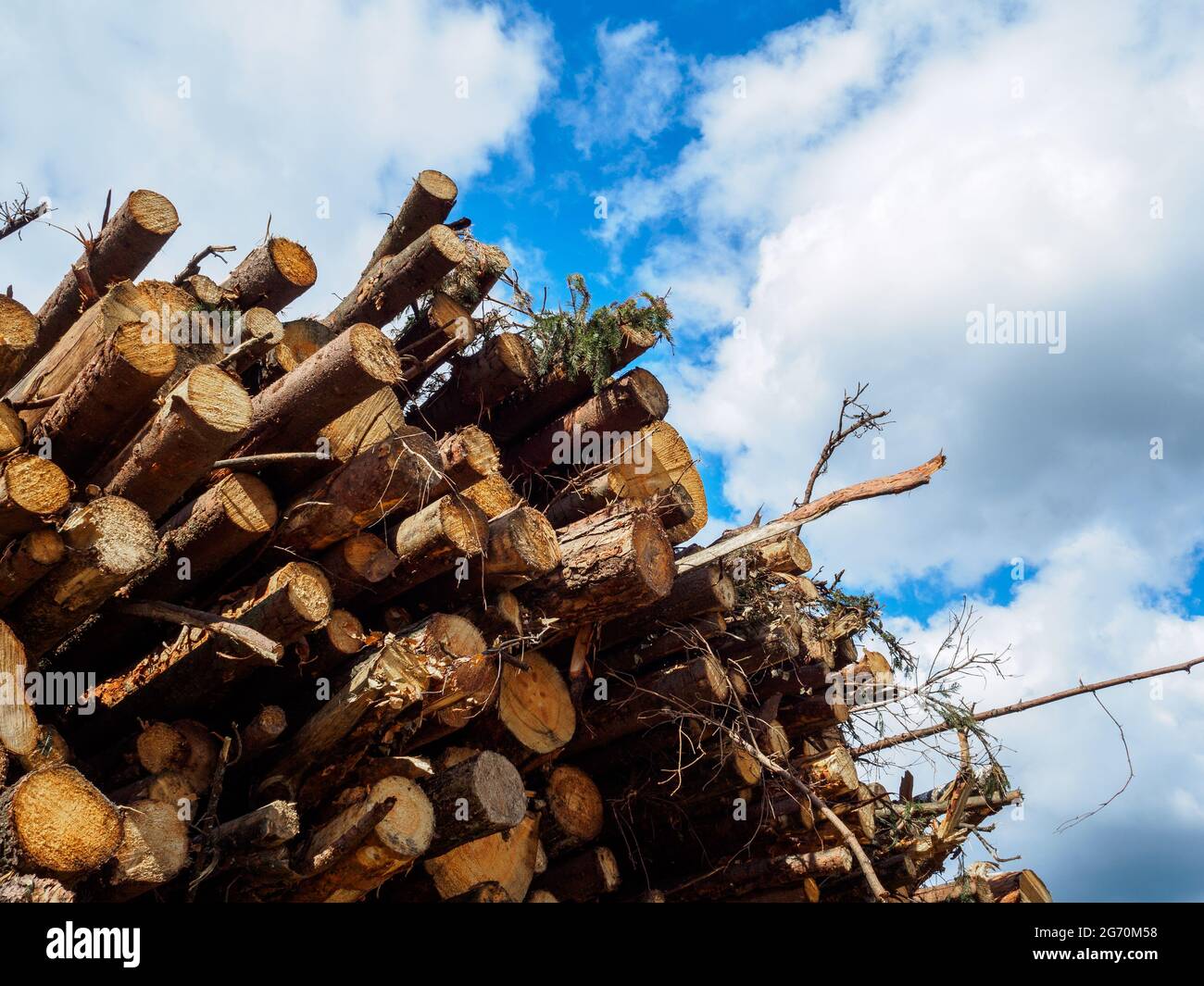 I tronchi segati di pino e betulla giacciono in un grande palo contro il cielo blu in una giornata estiva di sole Foto Stock