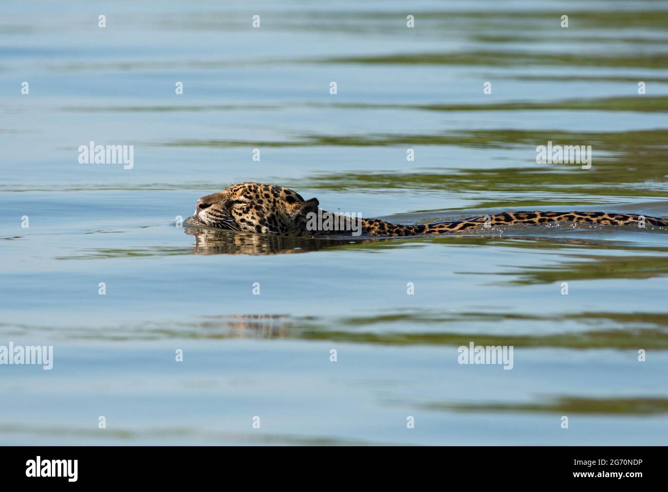 Una Jaguar che nuota attraverso un fiume nel nord Pantanal, Brasile Foto Stock