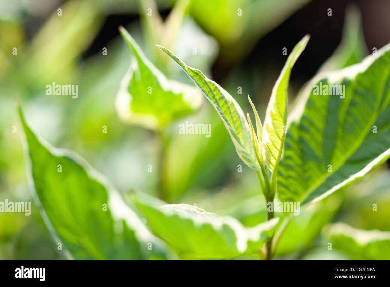 Primavera giovane germoglio verde primo piano, messa a fuoco morbida, messa a fuoco fuori fuoco, cornice sfocata, uso come sfondo Foto Stock