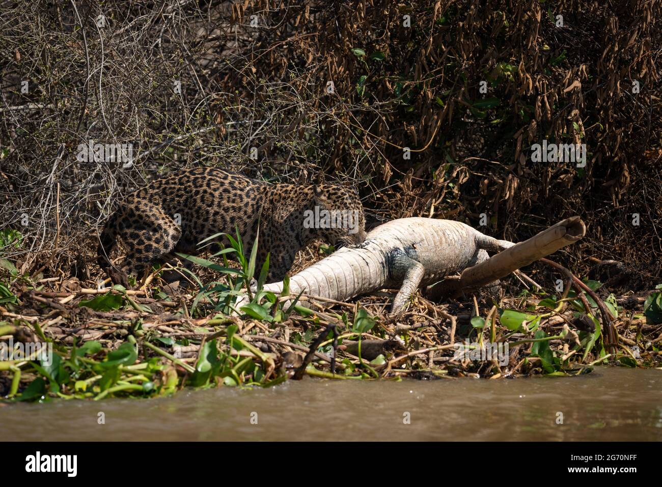 Un giaguaro selvaggio che trascina un Caiman morto nel Pantanal del Nord, Brasile Foto Stock