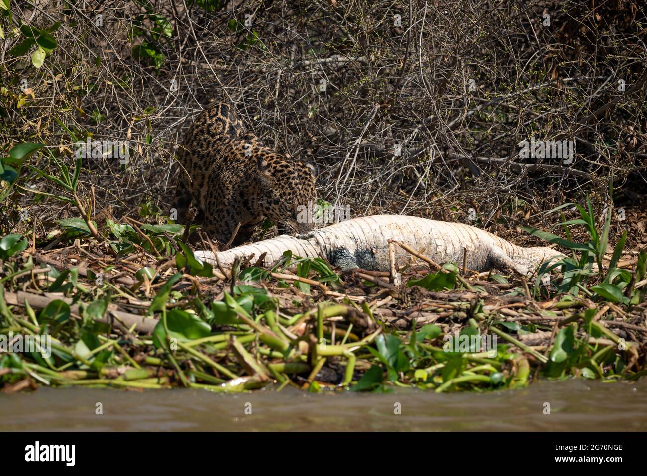 Un giaguaro selvaggio che trascina un Caiman morto nel Pantanal del Nord, Brasile Foto Stock