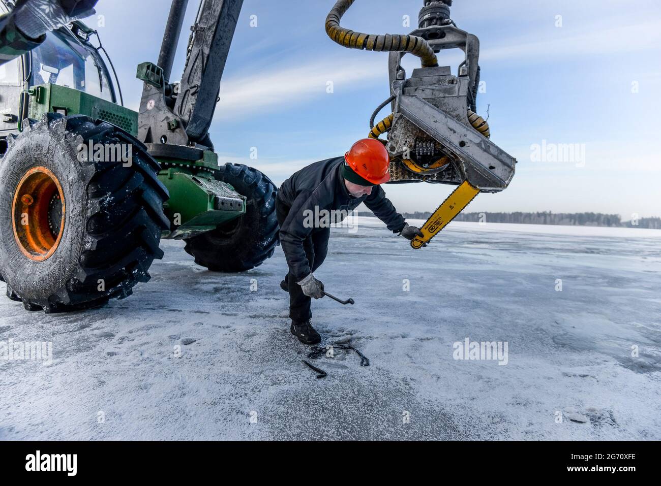 Bielorussia - 02.02.2015 - raccolto nel bosco. Raccolta di legno. Legna da ardere come fonte di energia rinnovabile. Agricoltura e silvicoltura tema. Foto di alta qualità Foto Stock